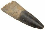 Fossil Spinosaurus Tooth - Real Dinosaur Tooth #220773-1